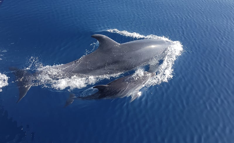 Dolphin Watching Boat Tour Benalmádena, photo 4