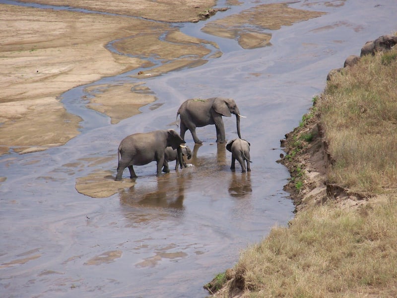 11 Days – Kilimanjaro Trekking and Wildlife Safari, photo 5