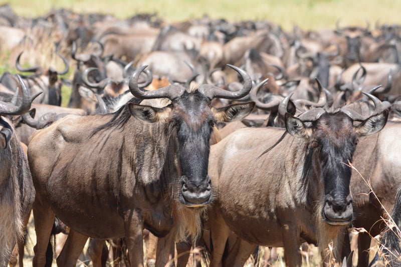10-Days Wildebeast Migration Safari Maasai Mara and Serengeti, photo 4