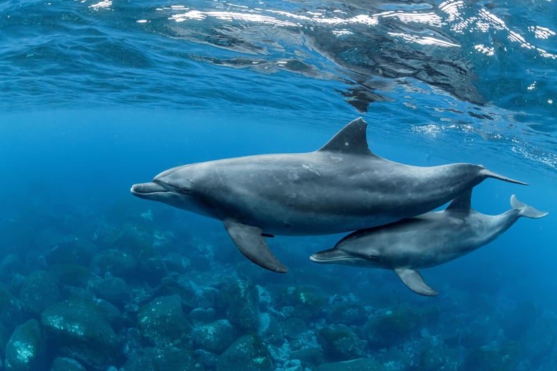 Sataya Reef Dolphin House Marsa Alam Snorkelling Tour, photo 3