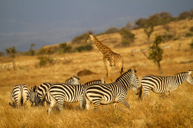 12 Day Grand Traverse Kilimanjaro Climb via the Northern Circuit, photo 4