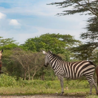 Wildlife Horseback Riding near Arusha, photo 2