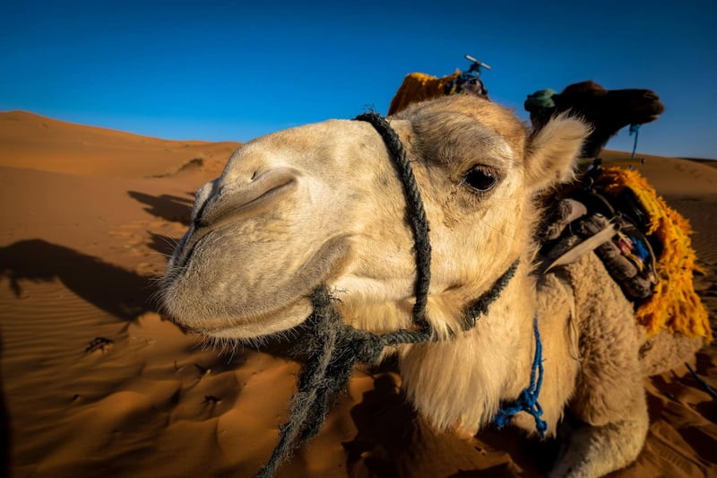 6-Day Great Tour of Morocco – Cities and Sahara, photo 3