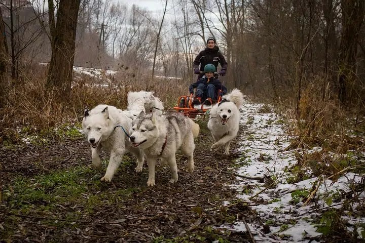 Full Dog Sled Ride with Transfer from Kraków, photo 5