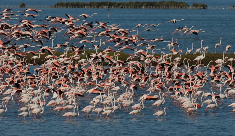 Sunset Flamingo Bike Tour in Comacchio Valleys, photo 3