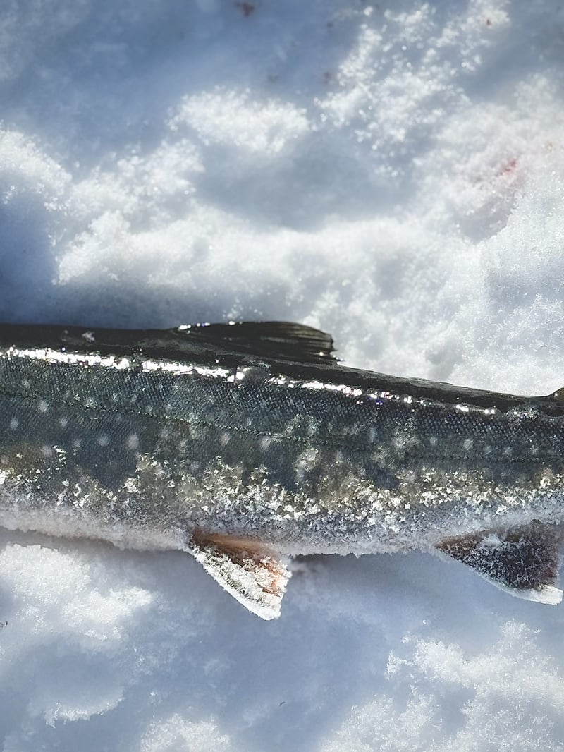 Arctic Ice Fishing in Kiruna, photo 5