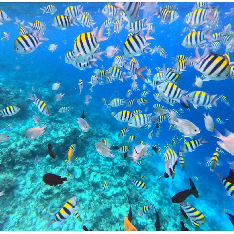Dolphin Tour with Snorkelling in Kizimkazi, photo 2
