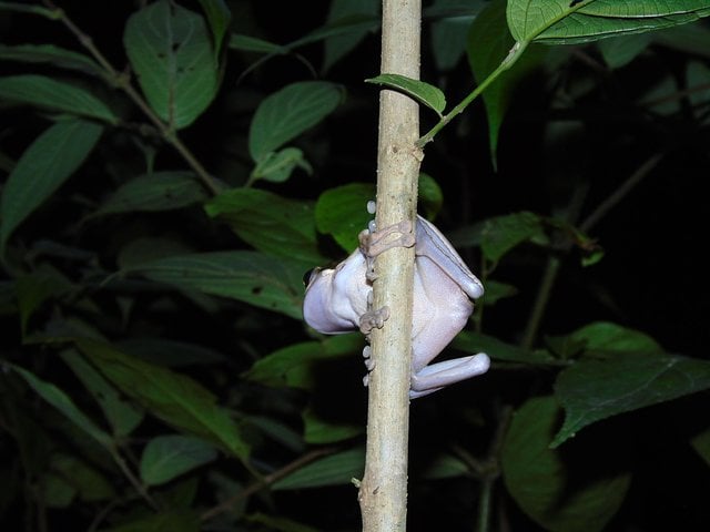Night Wildlife Hike in Drake Bay, photo 4