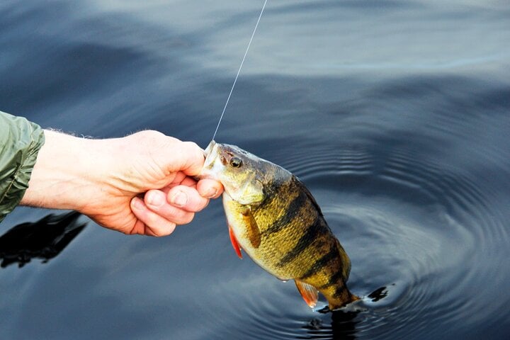 Full Day Fishing Experience with Barbecue and Pickup in Santos, photo 5
