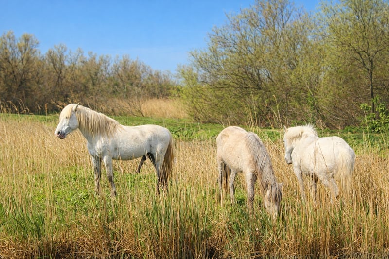 Boscoforte Nature Hike in Comacchio, photo 2