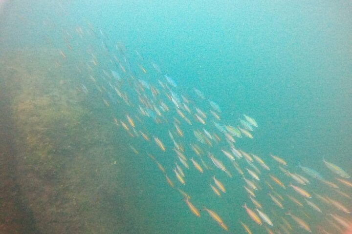 Small Group Snorkelling in Hikkaduwa: Guided Reef Tour, photo 2