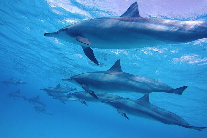 Snorkelling Safari in Mirissa: Dolphins and Marine Wildlife, photo 2