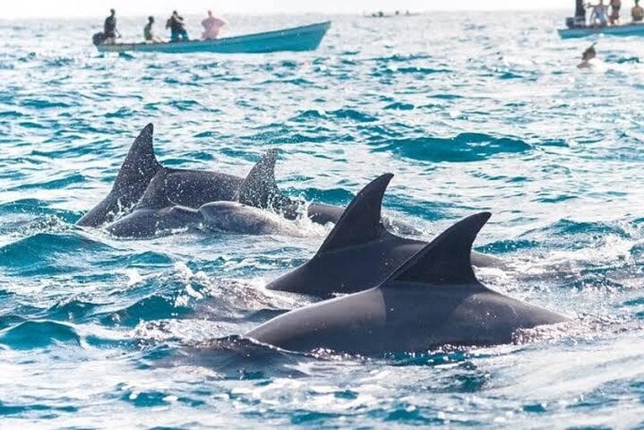 Mnemba Island Snorkel and Dolphin Tour in Zanzibar, photo 2
