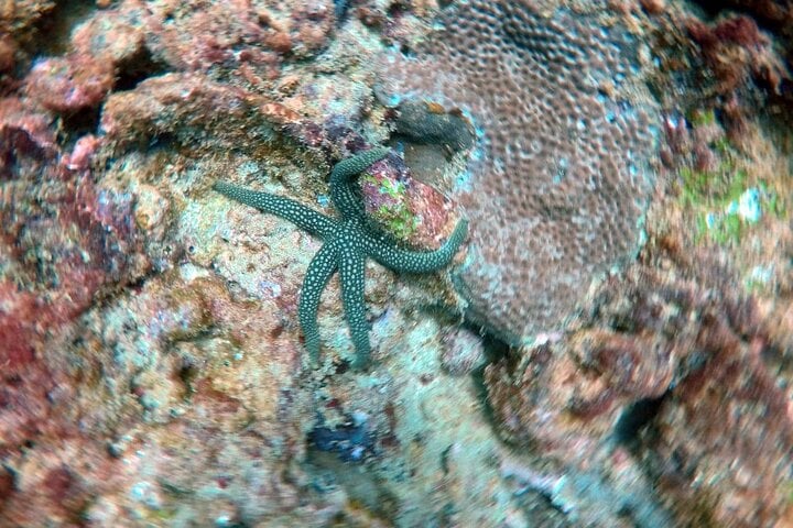 Scuba Diving in Negombo: Three Hour Guided Dive, photo 4