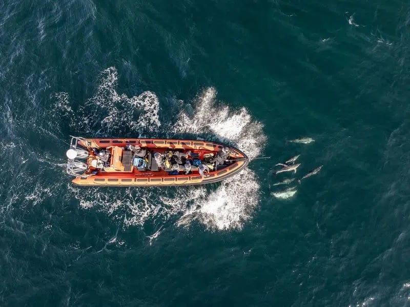 Golden Hour Boat Trip Experience in Penzance, Cornwall, photo 3