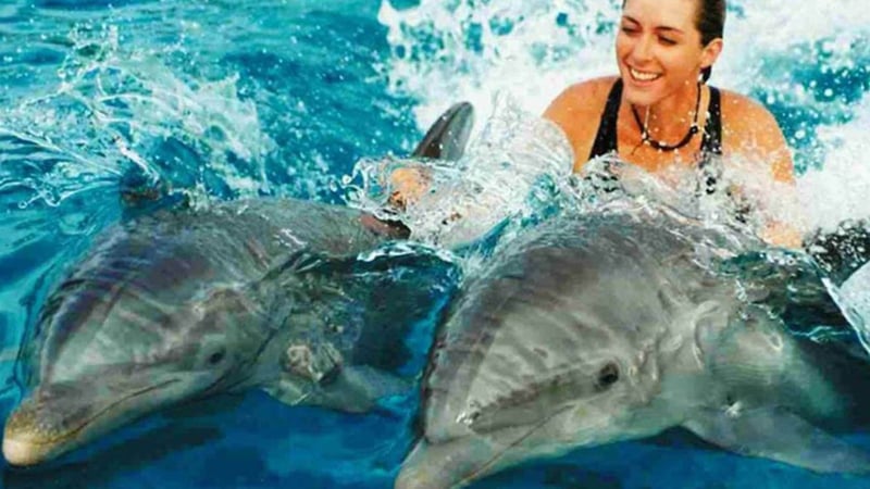 Dolphin Tour with Snorkelling in Kizimkazi, photo 5