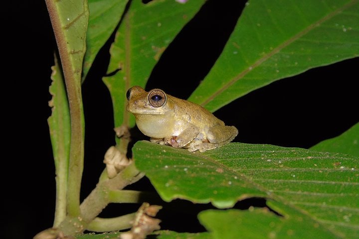 Night Wildlife Hike in Drake Bay, photo 5