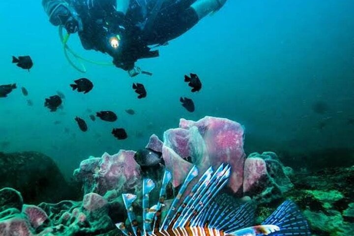 Scuba Diving in Pasikudah: Three Hour Guided Dive, photo 4
