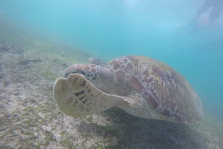 Snorkelling Safari in Mirissa: Dolphins and Marine Wildlife, photo 4