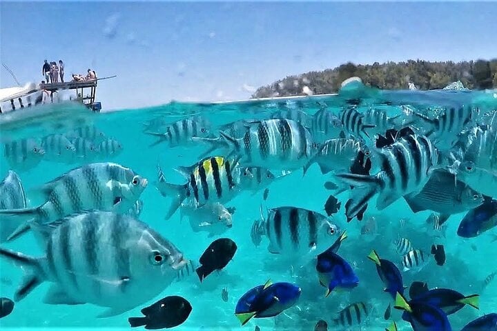 Mnemba Island Snorkel and Dolphin Tour in Zanzibar, photo 3