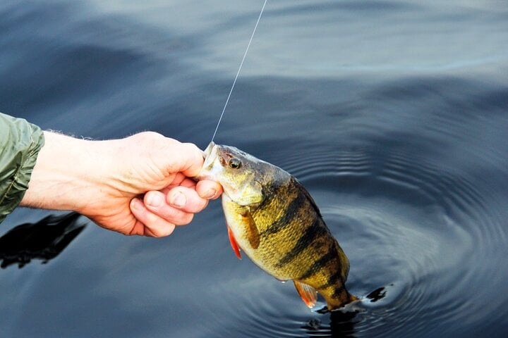 Fishing with Barbecue in Santos, photo 5