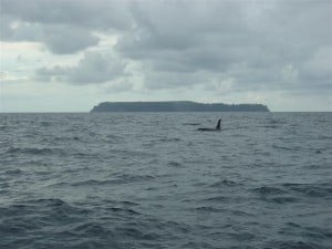 Snorkelling at Caño Island in Drake Bay, photo 3