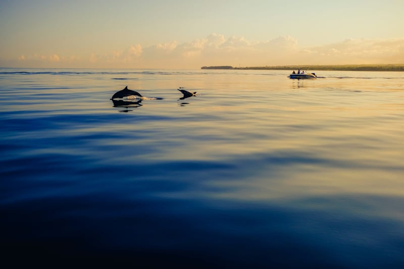 2-Hour Dolphin Watching Sail from Sotogrande, photo 3