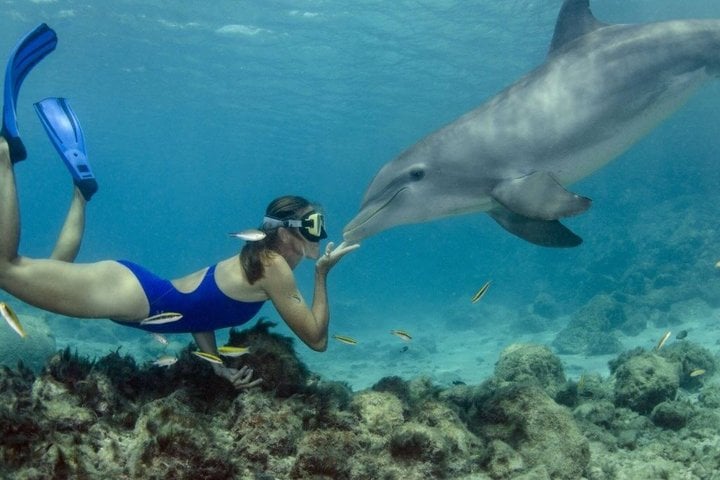 Dolphin House Snorkelling Day Trip by VIP Boat in Hurghada, photo 4