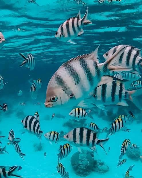 Snorkelling at Mnemba Island, Zanzibar, photo 5