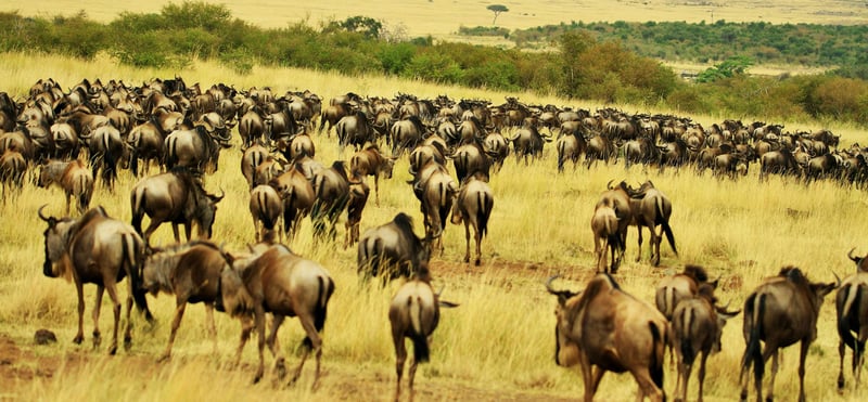 10-Days Wildebeast Migration Safari Maasai Mara and Serengeti, photo 3