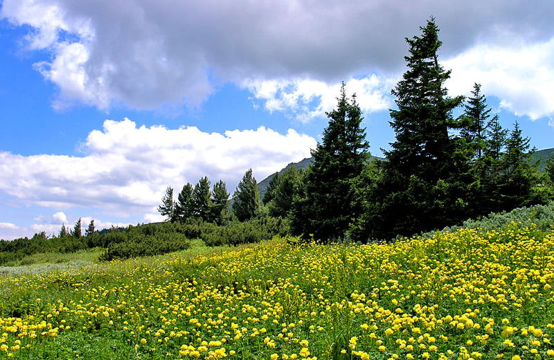 Cherni Vryh Peak Hiking Tour from Sofia (2290m), photo 4