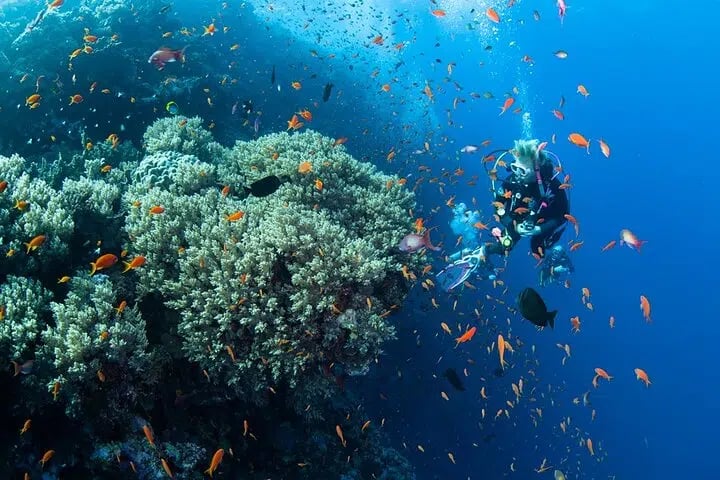 Scuba Diving Sea Trip with Lunch from Hurghada, photo 5