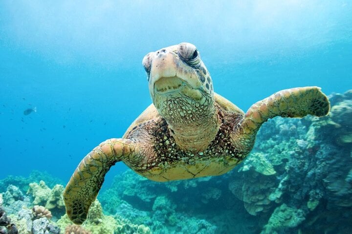 Abu Dabbab Turtle Snorkel in Hurghada or Soma Bay, photo 3