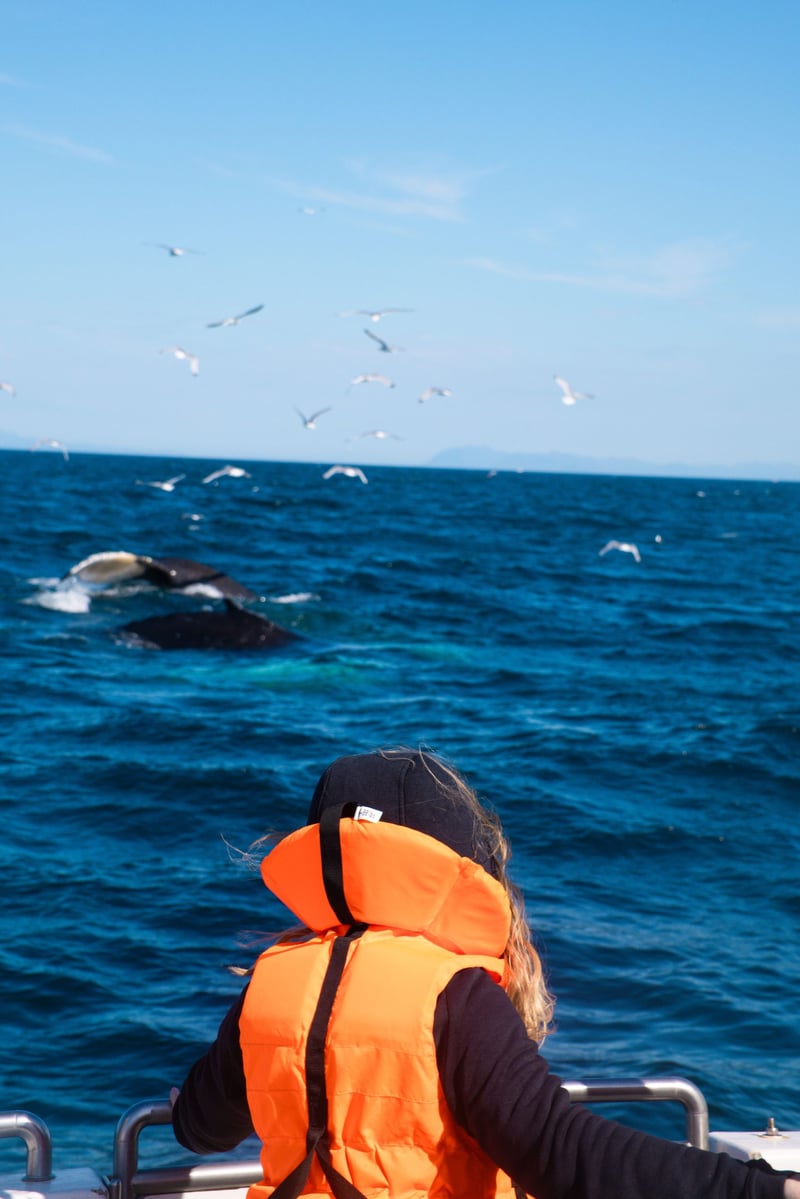 Whale Watching Tour in Reykjavik, photo 2