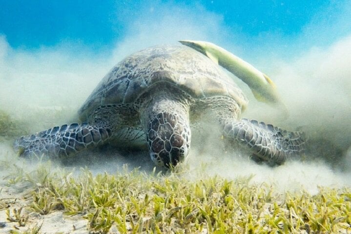 Abu Dabbab Turtle Snorkel in Marsa Alam, photo 2