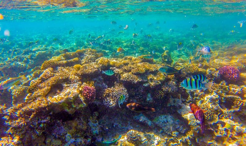 Blue Trip Snorkelling in Hurghada, photo 3