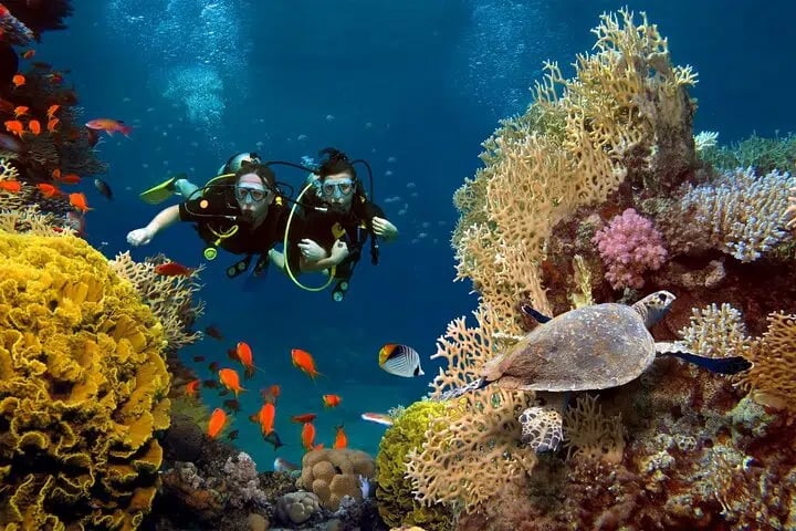 Dolphin House Snorkelling Adventure at Samadai Reef – Marsa Alam, photo 3