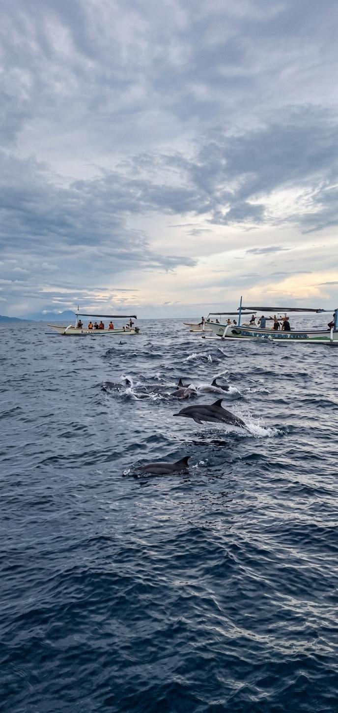Dolphin Watching Boat Trip at Lovina Beach, photo 2