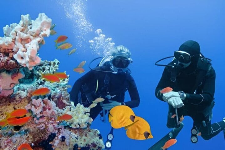 Coral Garden Two Dive Boat Trip in Marsa Alam, photo 5