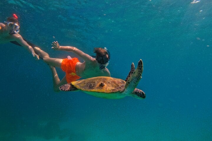 From Abu Dhabi: Snorkelling with Turtles and BBQ in Fujairah, photo 3