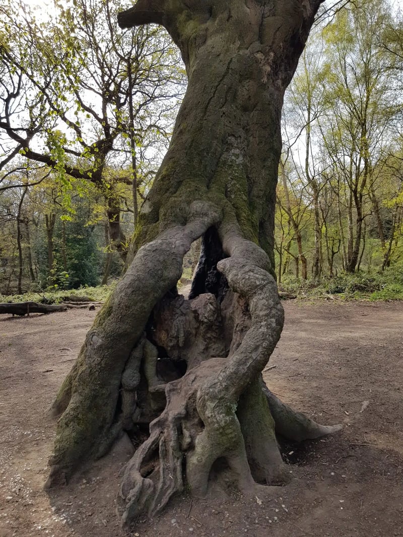 Navigation Course for Beginners in Hampstead Heath, photo 3