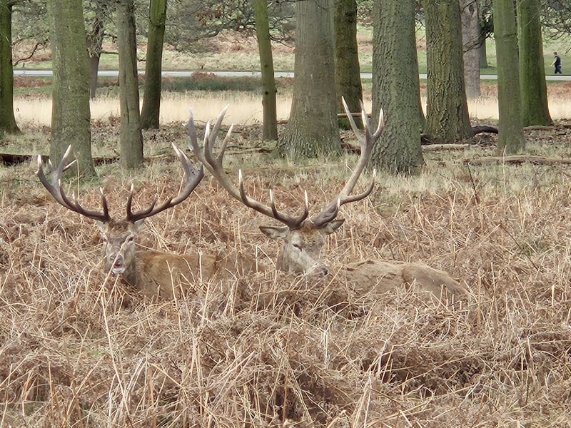 Navigation for Beginners in Richmond Park, photo 5