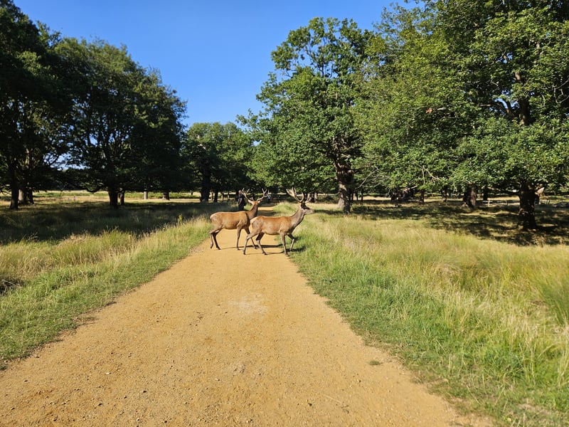 Navigation for Beginners in Richmond Park, photo 4