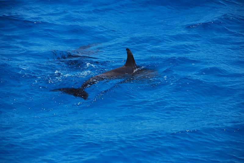 Dolphin House Snorkelling Boat Trip in Hurghada, photo 3