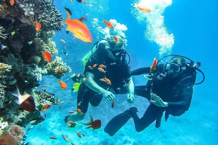 Intro Beach Dive with Transfer from Sharm El Sheikh, photo 4