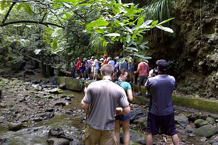 Wingfield Rainforest Hike in St Kitts, photo 5