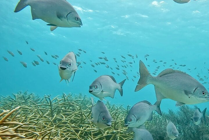 Two-Stop Shore Snorkel Trip in Bonaire, photo 3