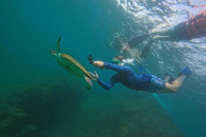 Snorkelling with Turtles in Fujairah with Transfers, photo 5