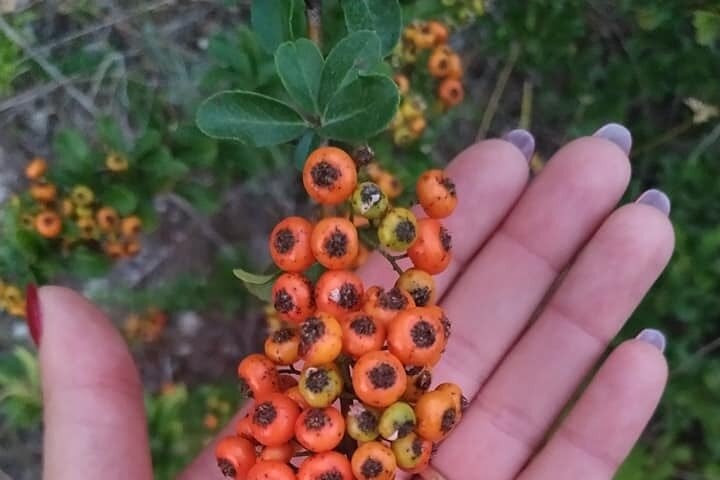 Guided Hike in Gravina di Castellaneta, photo 3