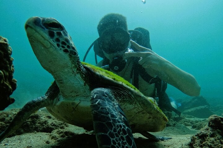 From Abu Dhabi: Try Diving and Snorkelling in Fujairah, photo 5